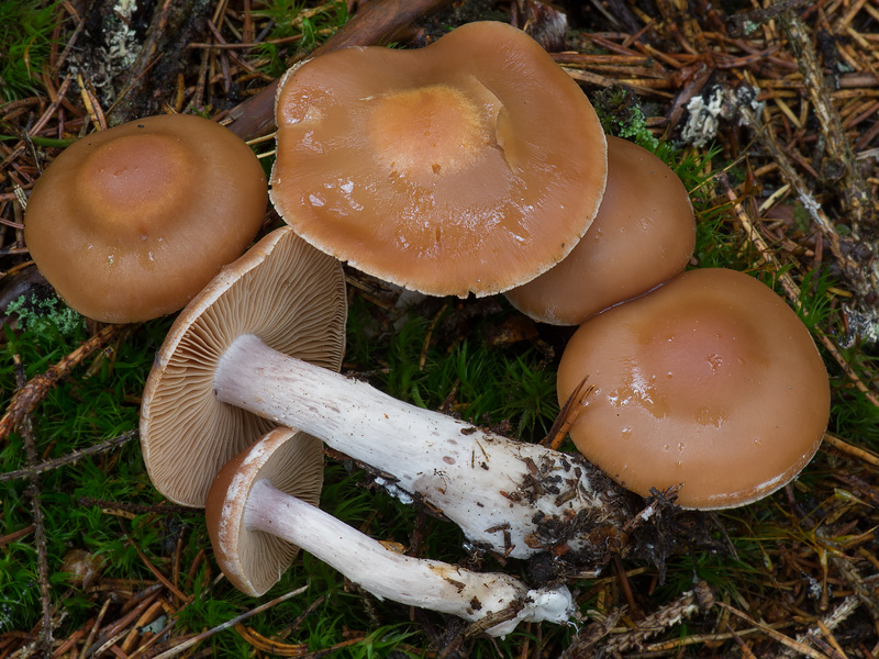 Cortinarius armeniacus